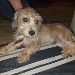 Meet your Posher, Daisy